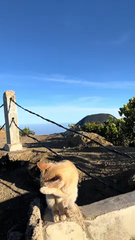 Adakah lawan?? yakin milih rebahan aja?? kucing aja muncak #gununggede #pendakigunung #kucing #masukberanda #fyppppppppppppppppppppppp 