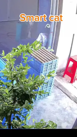 #animalsoftiktok #cat 