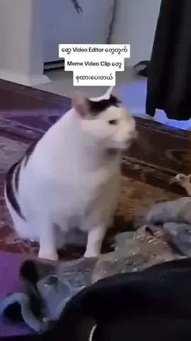Video Editor တွေတွက်  Meme Video Clip တွေ #meme #videoedit #aio #allinone #fyp 