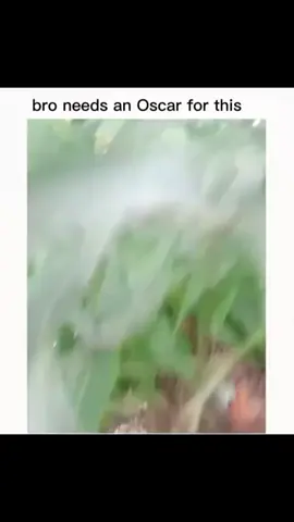 Bro really needs an Oscar  🤣🤣🤣🤣 #animals #talkingbird #animals #funnyvideos #funnymemes 