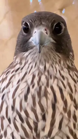 Abu Dhabi falcon🤣🤣🪶