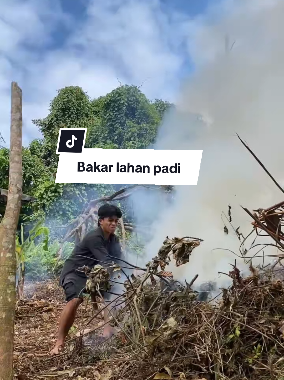 kegiatan bakar bakar rumput di lahan padi #minivlog #kegiatanseharihari #kegiatanorangbaduy #baduy #baduyluar 