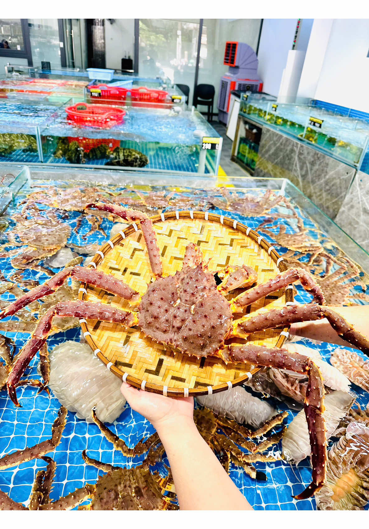 Kingcrab dưới 1kg có ngon hay không?? #haisan #xuhuong #cuakingcrab 