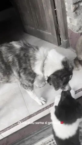 Hati” ya guys yg punya anabul, banyak kasus anjing keracunan sekarangg oleh oknum” ga bertanggungjawab!! #keracunan #fyppppppppppppppppppppppp #anjingpintar #fyp #bali 