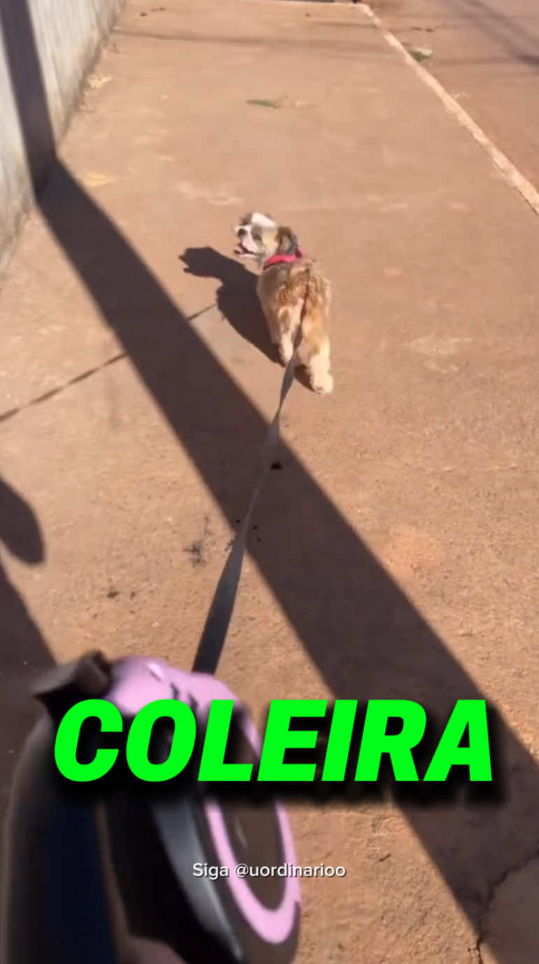 🐾 Coleira Guia Retrátil para Cães – 3M ou 5M 🐶 Passear com seu pet nunca foi tão seguro e prático! Essa guia retrátil foi feita para dar liberdade ao seu cão enquanto você mantém o controle total com apenas um botão. ✨ Por menos de R$15 (em outros lugares chega a custar até R$70)! ✅ Possui trava de segurança confiável. ✅ Disponível em 2 tamanhos: 3 metros ou 5 metros. ✅ Suporta cães de até 11,3kg. ✅ Cores modernas: azul, verde, vermelho, amarelo e rosa. ✅ Design exclusivo, resistente e fácil de usar. 🚚 Pronta entrega no Brasil! Compre hoje e receba em menos de 24h. #cachorros #cachorrosfofos #caes #adestramento #doguinho 