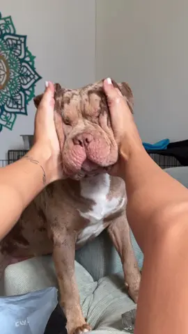 תזעיקו הצלה