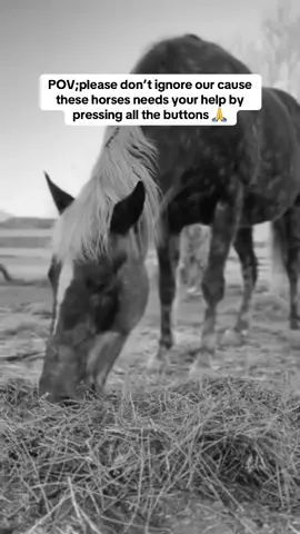 I will never get over Alice's beautiful markings... she truly is so unique both inside and out. Alice was rescued last April, so she has almost been with us for a full year! She has Stringhalt which is a neuromuscular condition that causes abnormal movement in the hind legs. It may look pretty odd, but thankfully doesn't cause her any discomfort. A couple months into her being here, I noticed her repeatedly head shaking, so we had her taken to our nearby equine hospital where she was kept overnight for observation and tested for EPM. It came back positive so for the following month after, she was on a daily paste medication. Her head shaking slowly stopped & she has since been thriving in a 2+ acre pasture with Roman living out her retirement.  #viralvideo #fyp #pov #horserescue #viral 