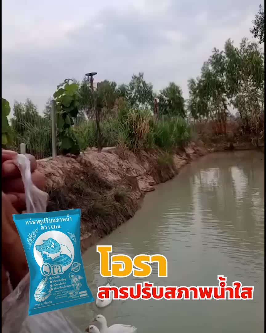 โอรา แร่ธาตุปรับสภาพน้ำ 
ช่วยลดกลิ่นเน่าเหม็น น้ำใสขึ้น โปร่งขึ้น
✔  ลดแอมโมเนีย ,ไนไตร์ท , แก๊สไข่เน่า ที่พื้นบ่อ
✔  เห็นผลไวภายใน 24 ชั่วโมง
✔  ไม่แย่งออกซิเจน
✔  ทำให้น้ำโปร่งสวย
✔  ใช้น้อยช่วยลดต้นทุน 