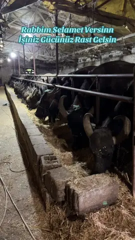 #manda #kömüş #mandacılık #besicilik #camış 