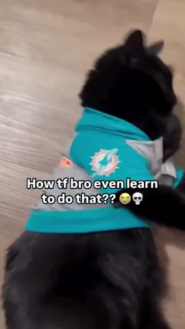 How did bro even learn that?😭 #fyp #memes #funny #viral #cats #cat #adorable 