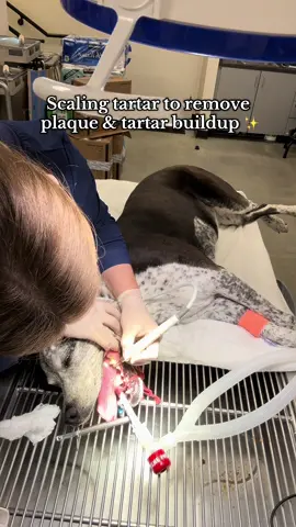 Just your friendly neighborhood vet tech giving this pup a much-needed spa day for their teeth 🐶🦷✨ From scraping off the gunk to polishing those pearly whites, it’s all about keeping them healthy (and maybe making that breath a little more kissable too 😅). Because dental care isn’t just about looks — it’s about preventing pain and keeping our fur babies feeling their best. 💕 #VetTechLife #DogDental #HealthyPets #VetTok #vettechsoftiktok 