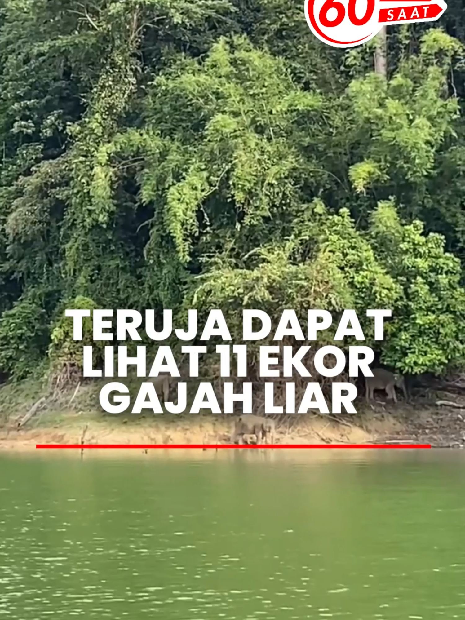 Teruja dapat lihat 11 ekor gajah liar  Kelibat sekumpulan gajah liar sekitar 11 ekor berjaya dirakam lensa petugas media yang mengikuti ekspedisi selama tiga hari dua malam ke Taman Negeri Royal Belum anjuran WWF-Malaysia dan Maybank. Pengalaman melihat kawanan gajah dari jarak kira-kira 30 meter selama satu jam pada petang Selasa lalu cukup memberikan kenangan manis kerana tiada yang menunjukkan tanda-tanda terancam dengan kehadiran manusia. #SinarHarian #60saat #Gajah #Gerik #RoyalBelum