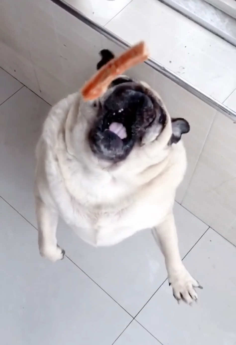 #pug Perfectly missed every critical hit.