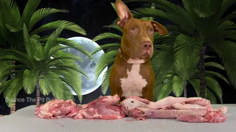 Which Meat Will Be His Favorite? 🥩