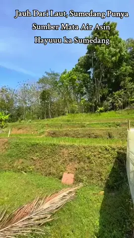 fenomena alam unik terjadi di Blok Ciseupan atau antara Desa Ciuyah dan Desa Cisarua, Kecamatan Cisarua, Kabupaten Sumedang. Di sana terdapat sumber mata air yang memiliki rasa asin.