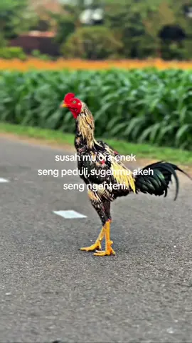 #ponorogo24jam #fyp 