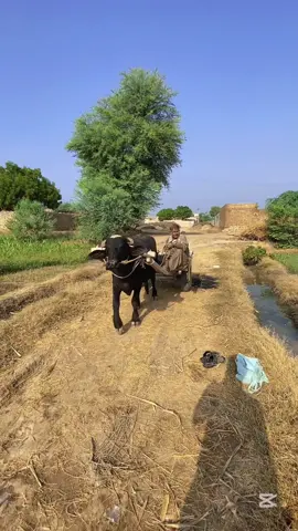 Kapas ko sapra kar dei .. #part3 #punjabivlog #creatorsearchinsights #tiktokpleaseviral_tik_tok_new_viral #minivlog #tiktokonlyfuunyvideo #foryoupage 