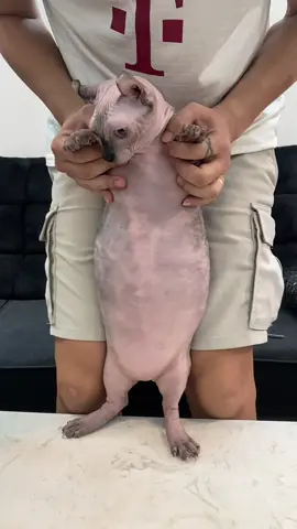 Nghệ nhân múa bụng mới nổi! #xuboivagold #xuboi #mèobéo 