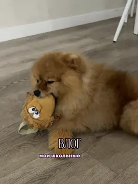 #влог #школьныебудни #учеба #рекирекомендации #recommendations 