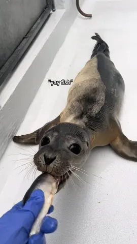 if this seal could speak i’m pretty sure this would’ve been what he said! this was a fish i like to call “vit fish”! which basically means this fish contained a multi vitamin tablet. we give these to our seals during rehabilitation to help give them some extra nutrients. this is because in the wild these seals would obviously be eating a variety of things as well as feeding from their mum. unfortunately we are limited to what type of fish we can give the seals and we obviously can’t simulate what their mother would do! therefore we provide these vitamins to ensure they grow up nice and healthy! allowing them to have a second chance in life and return back into to the sea! #rehabilitation #seal #wildlife #foryou #animal 