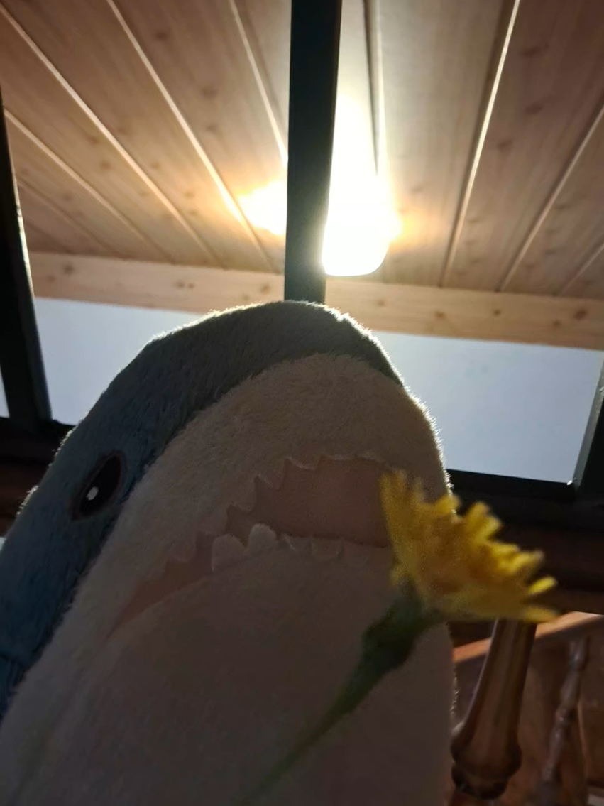 do you accept the smol gift? do you like it? #flowers #wholesome #sharkthoughts  smol gift for you btw, @dziunia :) hope you like it!