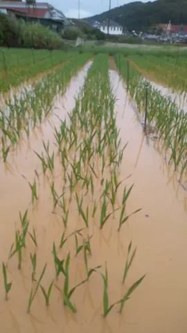 #CapCut # nước lũ dân cao