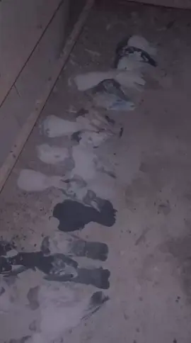 راح الحمام افرحو شماته 😒 @'ًرضـاء 'ًخميس  #حمامي كدامك اخي