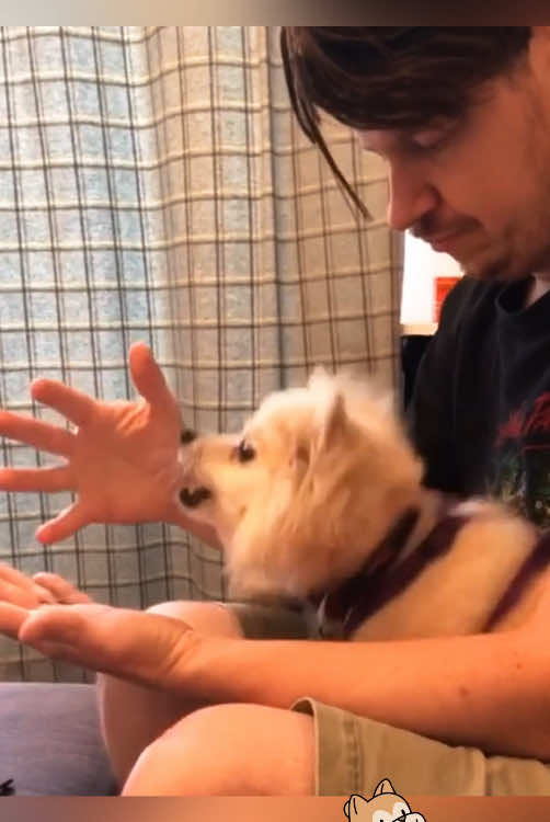 This dog felt confused😂🤣🐶#fyp #foryou #usa🇺🇸 #🤣🤣😂😂 #🐕 #dog #funny #dogsoftiktok 