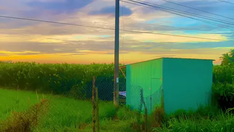 Đi xa mà nhớ câu ca dao nhớ câu ai hát … 🌾🌾🌾 #binhyen🌾🌴 #chillmientay #phongcanhthiennhien #netdepquehuong #hoanghonbinhminh 