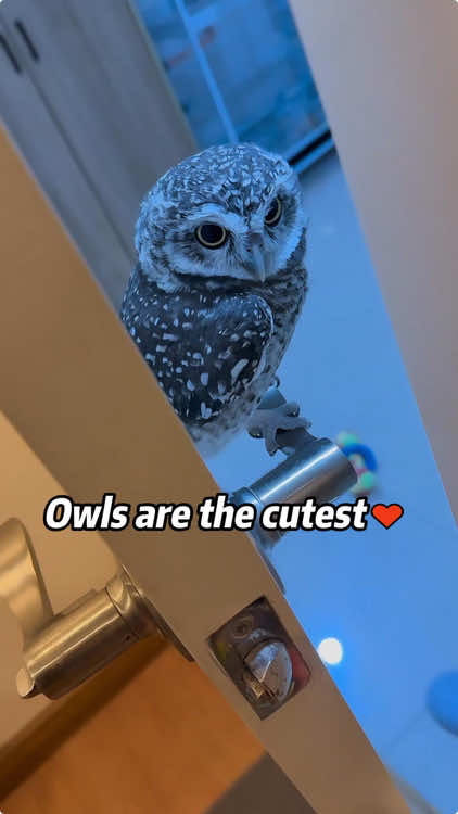 Owls are the cutest♥ #owl #owlhouse #owls #owlsoftiktok #owllove #parrot 