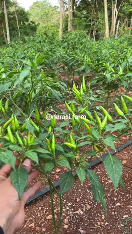 Jadwal pemetikan semakin dekat😍🌱 #narasifarm #petanicabai #agriculture #rawitijo 