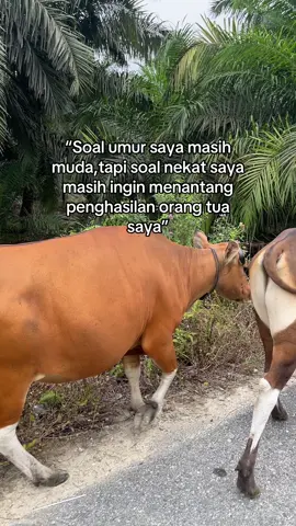 Masih terngiang ngiang☺️#fyp #foryou #sapibali #sapibalisuper #peternakmuda 