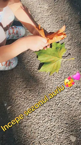 Incepe usor usor sezonul auriu 💓 culegem frunze, castane si ghinde, conuri de brad. De fapt eu le strang, ea se plictiseste dupa 5 frunze 😅 dar tor e dragalas momentul.  . . #september #septembrie #septemberdump #septembrie🍃🍂 #fyp 