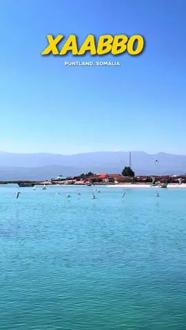 Xaabbo, kaabalaama #xaabbo #raasicasayr #Puntland #somalia #Somalitiktok 
