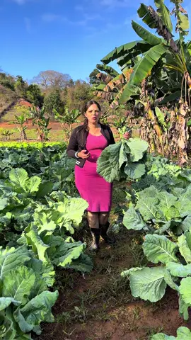 Recebo muito essa pergunta se tem lagarta e purgam na minhas COUVE  e hoje eu vou indicar pra vocês o óleo de ninho e a loja é a @thunder.agro  o meu chegou rapidinho e já vou usar  #horta #agro  #agricultura  #qualidade  #oleo  