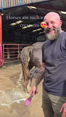 Horse core #horse #horses #horsesoftiktok #funny #funnytiktok #fpy #fpyシ 