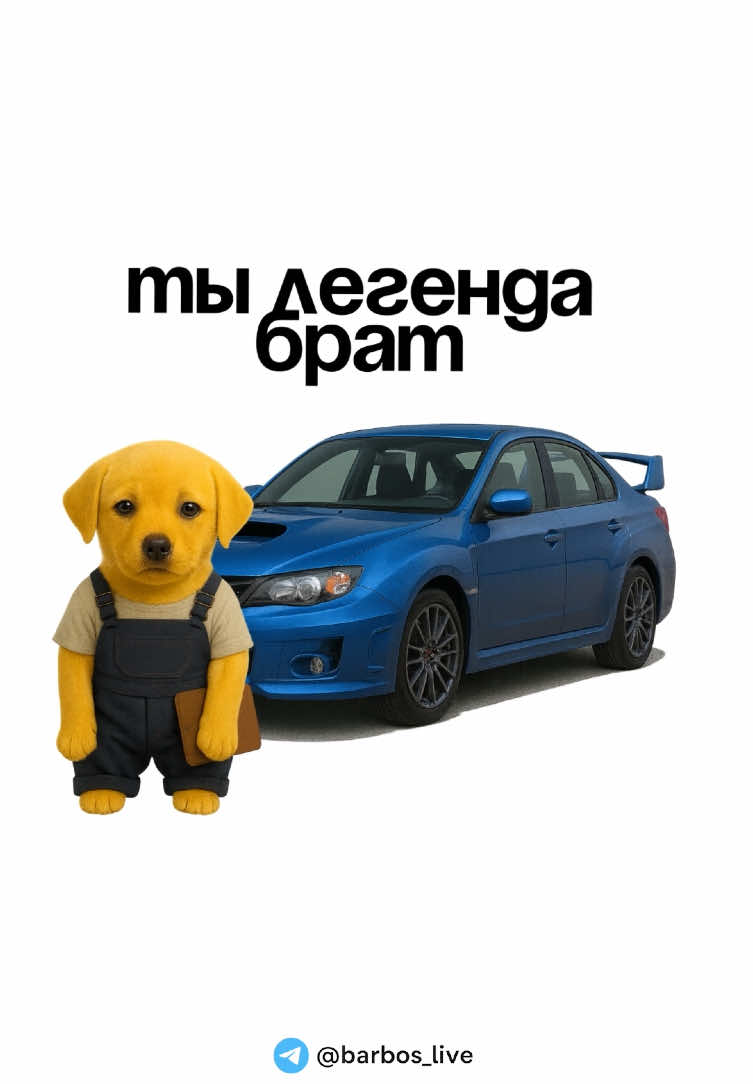 Барбос и Subaru Impreza 