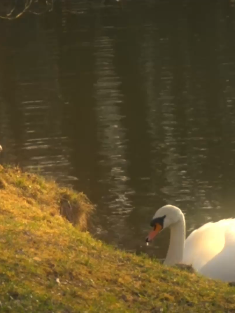 SO PRETTY. #Swan #swan #swanlake #explor ##cygnets