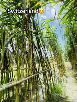 Switzerland ashi ami 🫶🐸#trending #trendingtiktok #foryoupage #music 