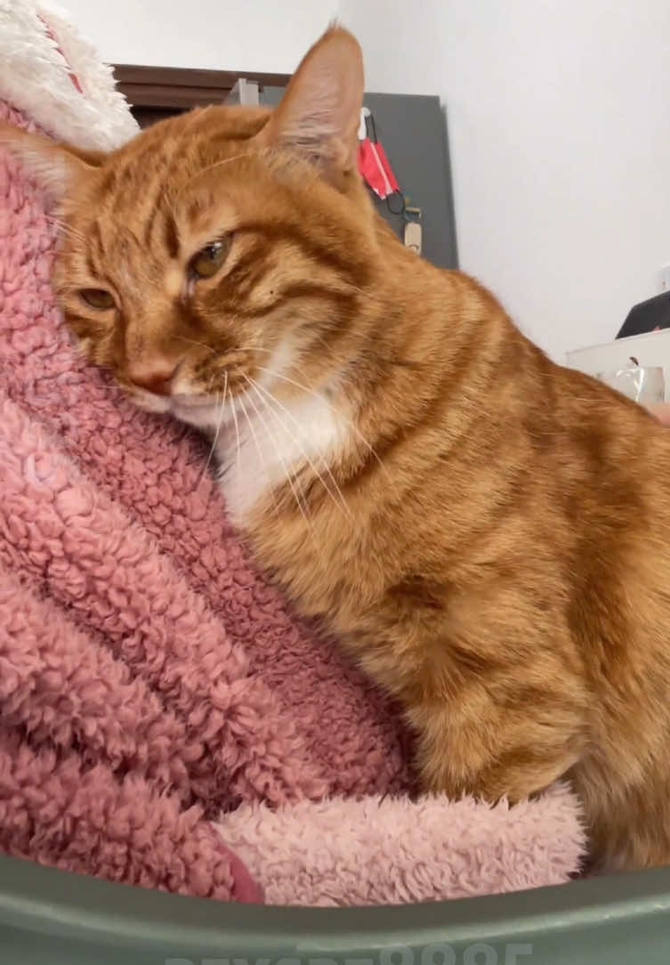 POV: You have a boy cat #boycat #catsoftiktok #cute #catlover #lovecats