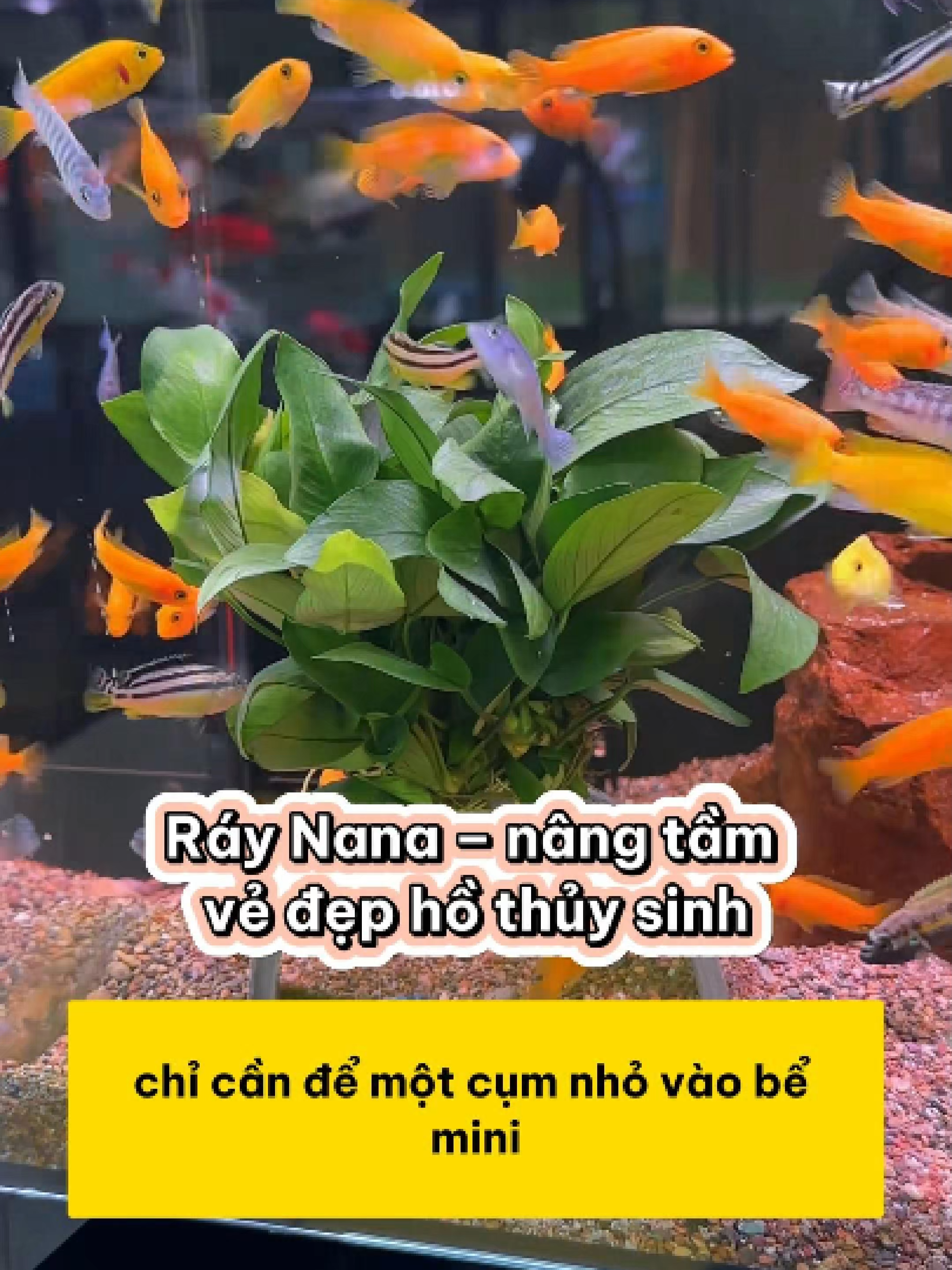Ráy Nana – bí quyết nâng tầm vẻ đẹp hồ thủy sinh chỉ với một cụm nhỏ #methuysinh #aquarium #fish