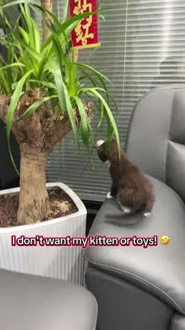 I don't want my kitten or toys! 😂 This electrostatic glove has a great hair removal effect! You can try it.