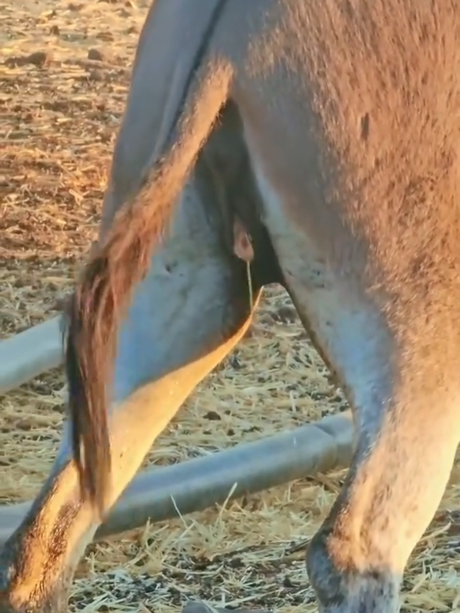 Donkey Discharge seen#foruyou #fyp #pets #tranding #animal 