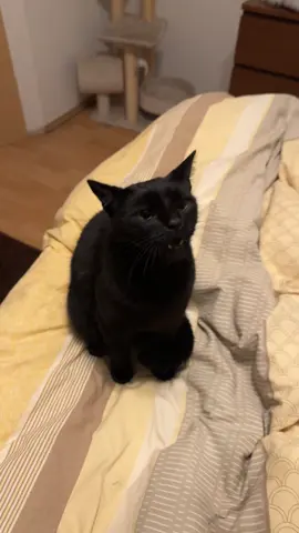 Mood #cat #angrycat #funnyanimals #fyp #foruyou 
