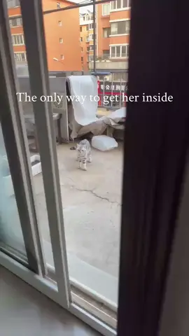 DM for credits or removal. All rights respected. Follow for more cat videos. . . . . . #CatClipsHQ #cats #catsoftiktok #funnycats #catreels