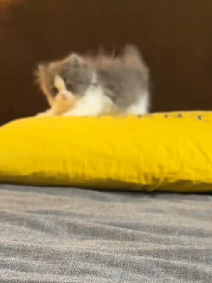 Que gatinho mais lindo esse bebê. #FofoDemais #MiniAmores #GatinhoAmigo #FofuraSemFiltro