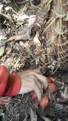 Nyoba upload minovlog lagi,  tapi biasanya gak pernah rame😂 please komen ya teman-teman 🤣 #ngebolang #salakhutan #kalimantan #kalteng #dayakkalimantan 