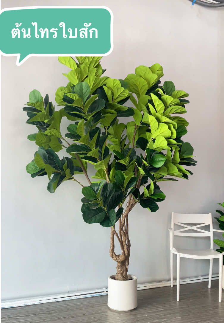 ต้นไทรใบสัก ต้นไม้ขนาดใหญ่ #ต้นไม้ประดิษฐ์ #ต้นไม้ยอดฮิต #ต้นไม้แต่งบ้าน #ต้นไม้มงคล 
