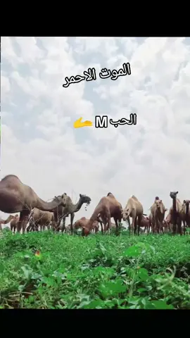 Mالحب كله❤️🫴