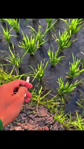 pengairan 20 hst #petaniindonesia🇮🇩🇮🇩🇮🇩🌿🌿 #petani #petanimuda #petanimilenial #tanistori  